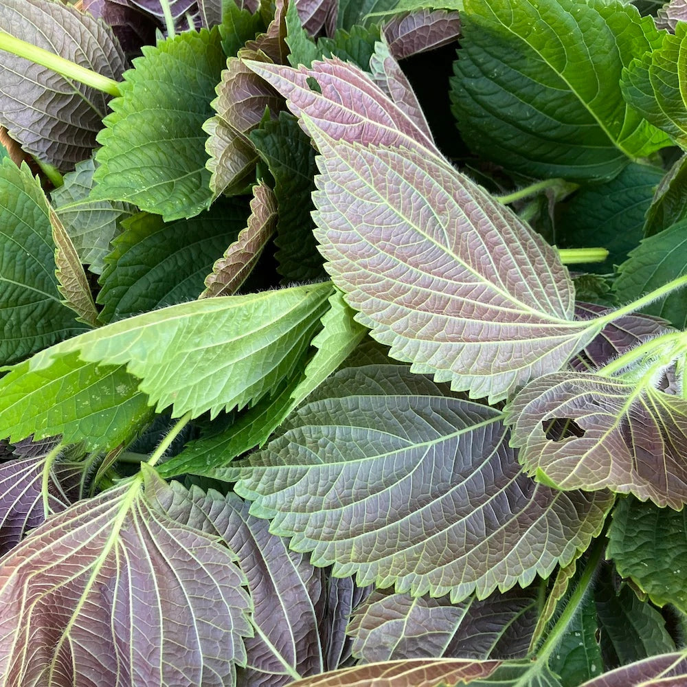 shiso leaves